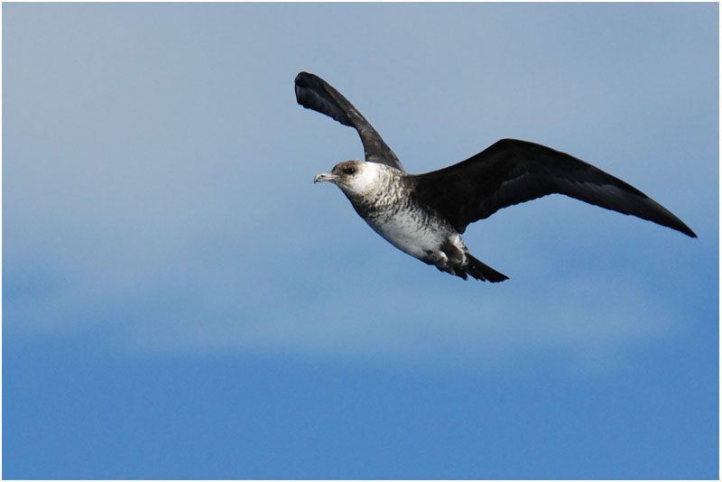 Pomarine Jaeger