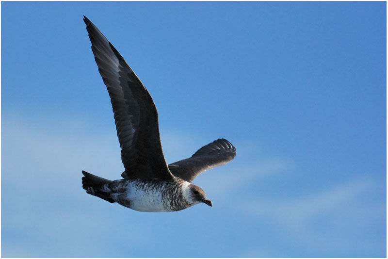 Pomarine Jaeger