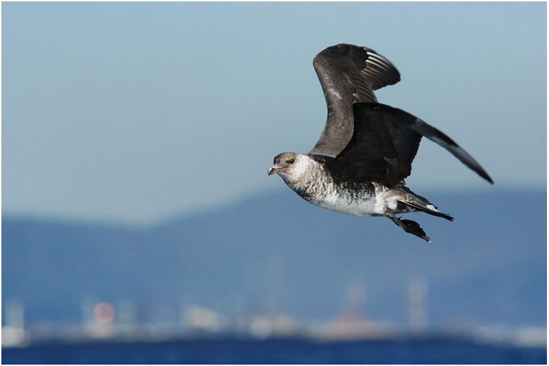 Pomarine Jaeger