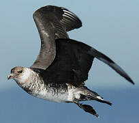 Pomarine Jaeger