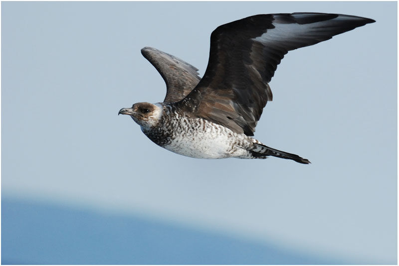 Pomarine Jaeger