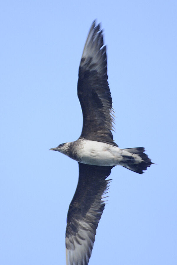 Pomarine Jaegeradult