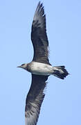 Pomarine Jaeger