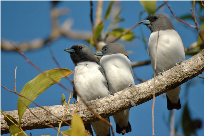 White-breasted Woodswallowadult