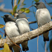 White-breasted Woodswallow