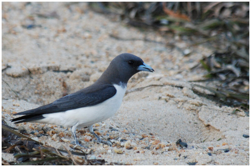 White-breasted Woodswallowadult