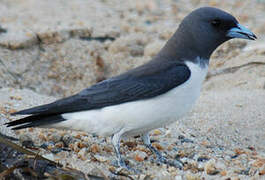 White-breasted Woodswallow