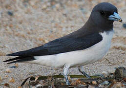 White-breasted Woodswallow