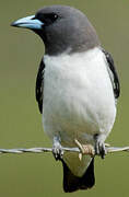 White-breasted Woodswallow