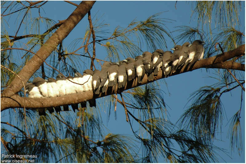 White-breasted Woodswallowadult, Behaviour