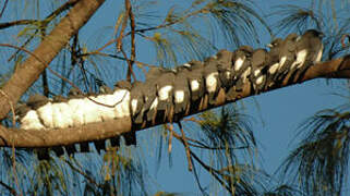 White-breasted Woodswallow