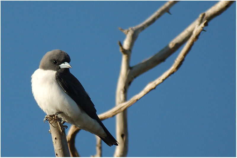 White-breasted Woodswallowadult