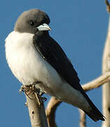 White-breasted Woodswallow