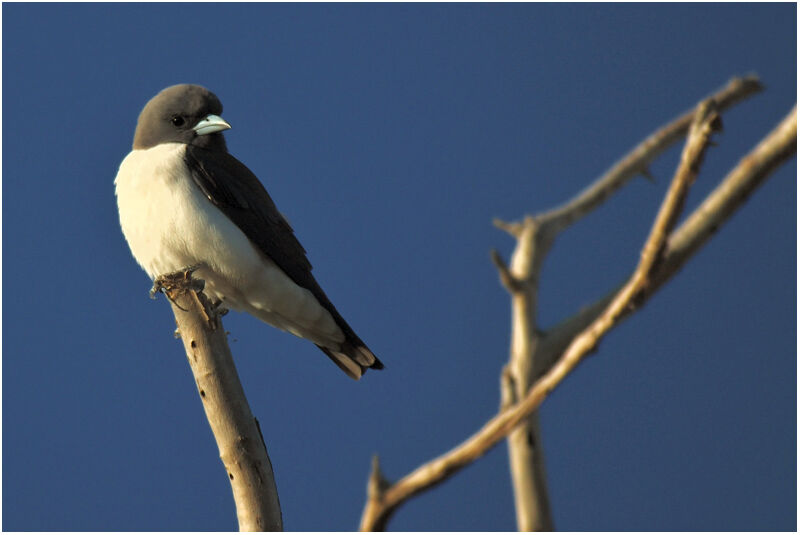 White-breasted Woodswallowadult