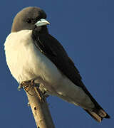 White-breasted Woodswallow