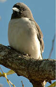 White-breasted Woodswallow