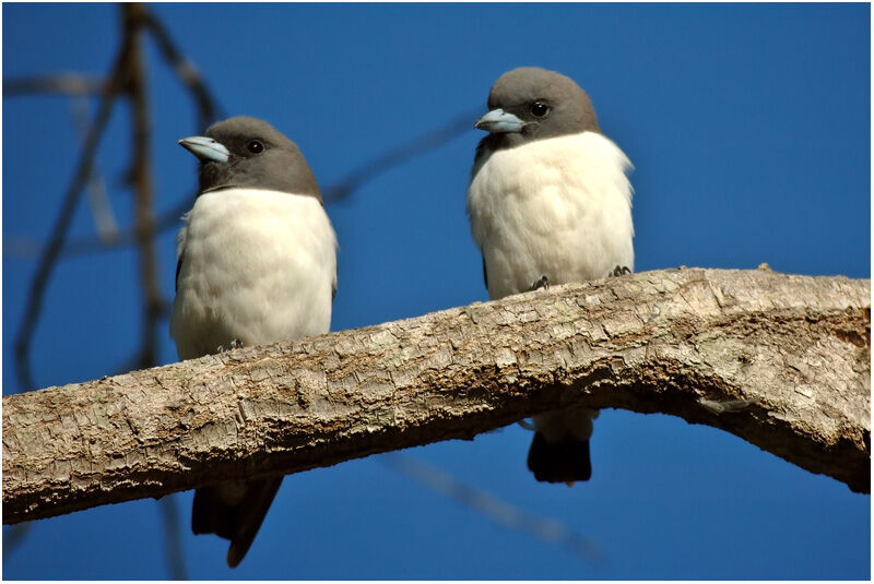 White-breasted Woodswallowadult