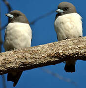 White-breasted Woodswallow