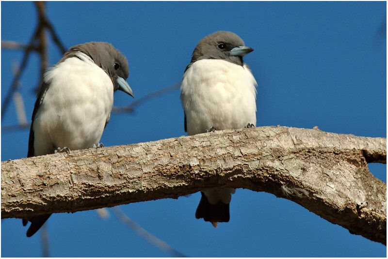 White-breasted Woodswallowadult