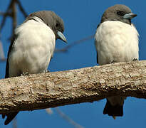 White-breasted Woodswallow