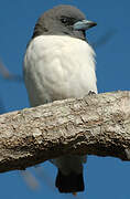 White-breasted Woodswallow