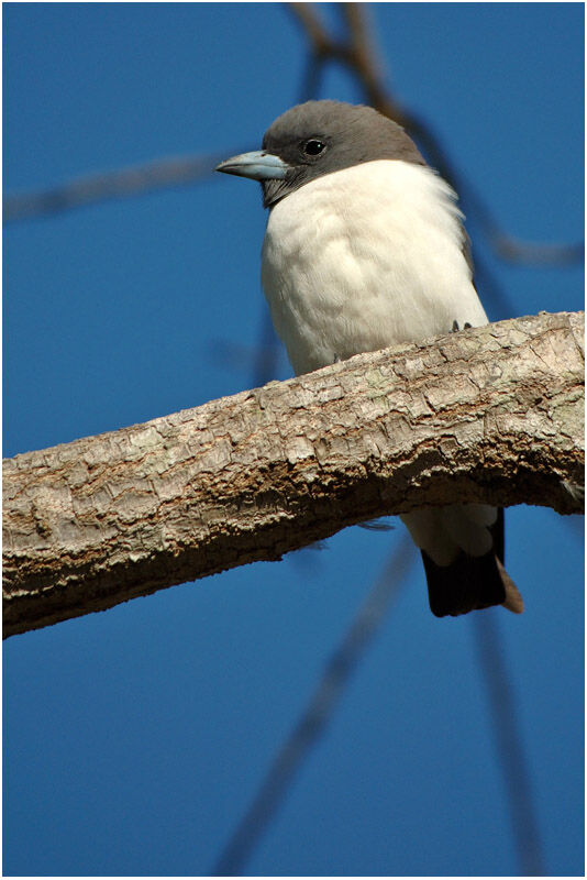 White-breasted Woodswallowadult