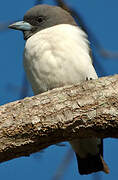 White-breasted Woodswallow