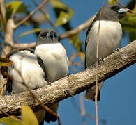 White-breasted Woodswallow