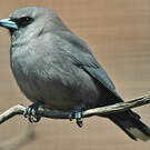 Langrayen gris
