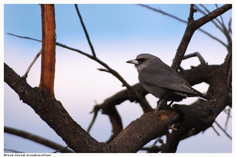 Black-faced Woodswallow