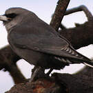 Langrayen gris