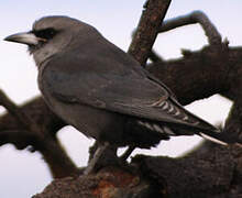 Black-faced Woodswallow