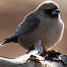 Langrayen gris