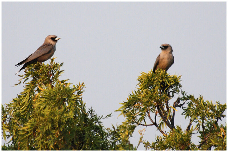 Black-faced Woodswallowadult