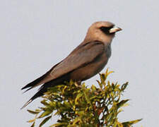 Black-faced Woodswallow