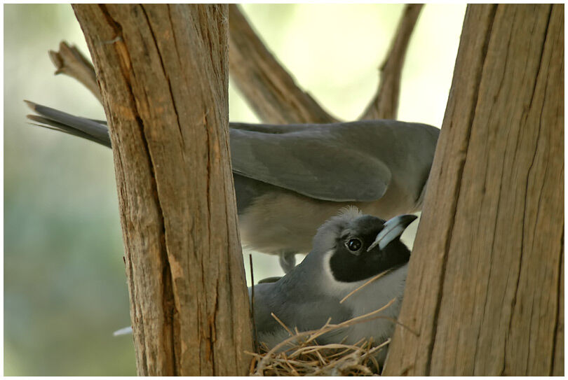 Masked Woodswallow