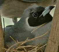 Masked Woodswallow