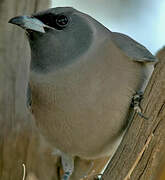 Masked Woodswallow