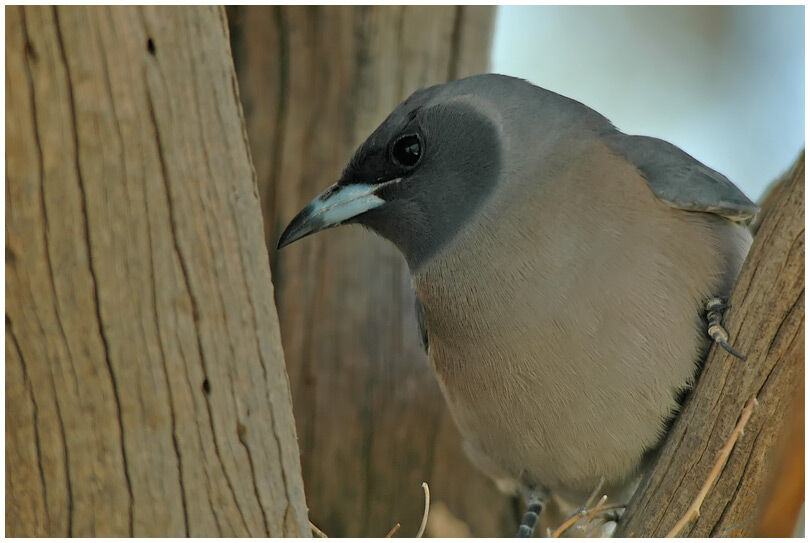 Masked Woodswallow