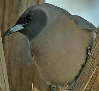 Masked Woodswallow