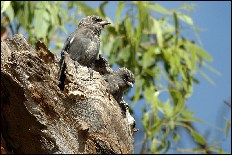 Dusky Woodswallowjuvenile