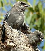 Dusky Woodswallow