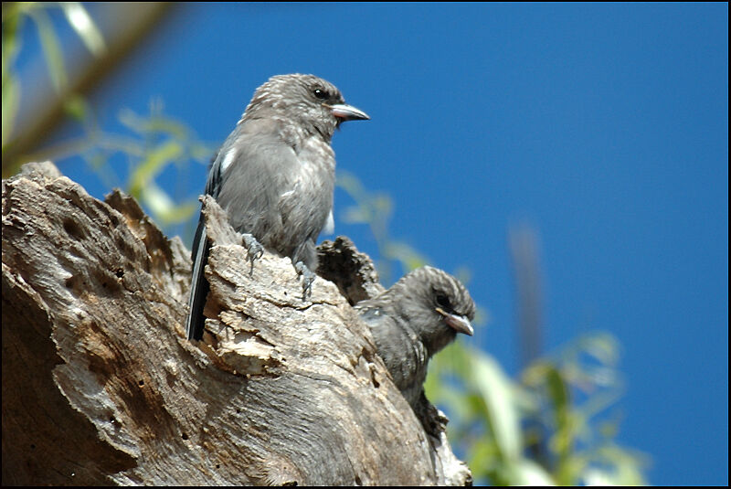 Dusky Woodswallowjuvenile