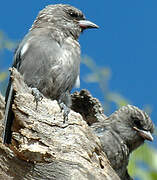 Dusky Woodswallow