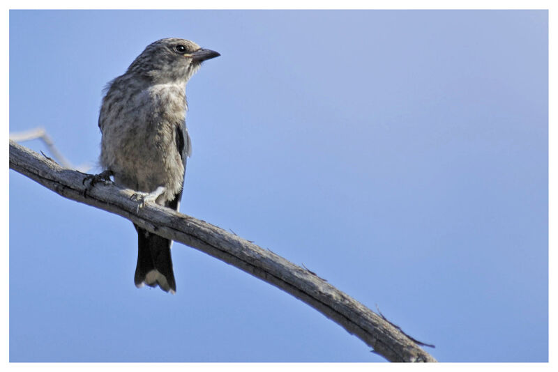 Dusky Woodswallowjuvenile