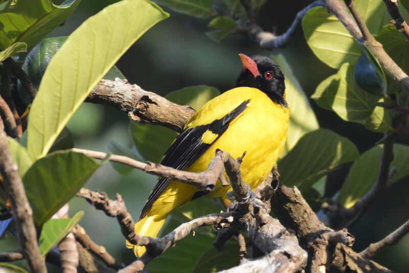 Black-hooded Oriole male adult, close-up portrait