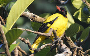 Black-hooded Oriole