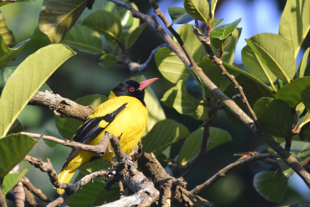 Black-hooded Oriole male adult, close-up portrait