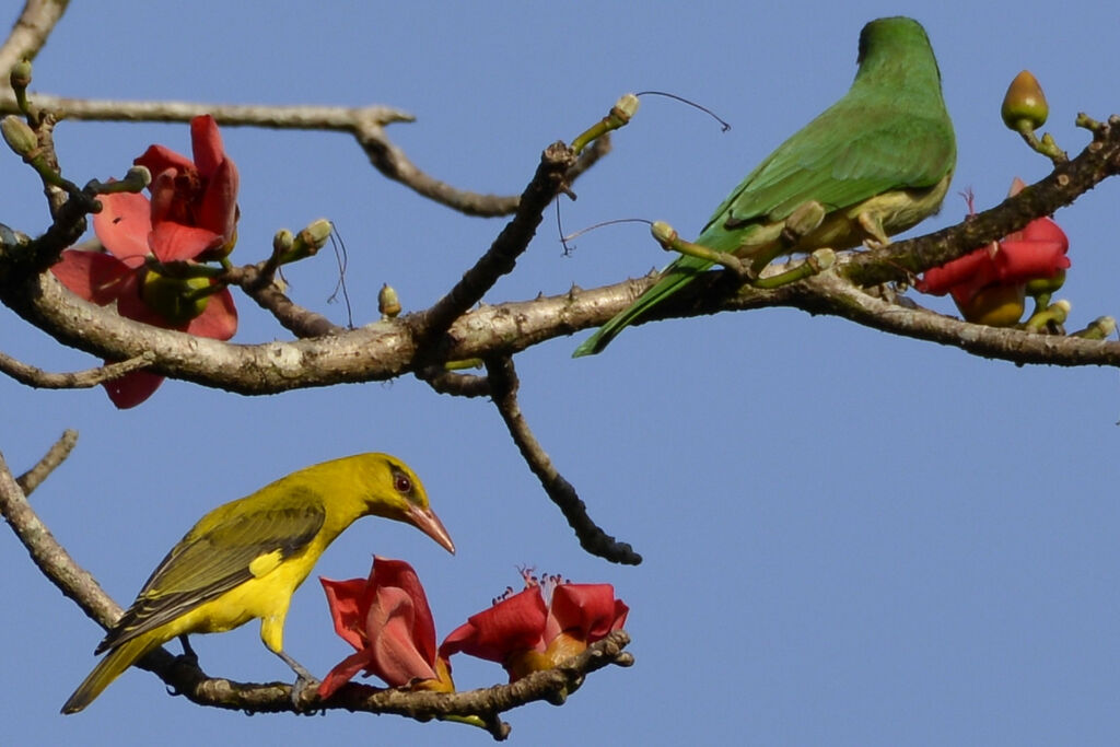 Indian Golden Oriole female adult