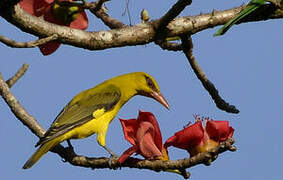 Indian Golden Oriole